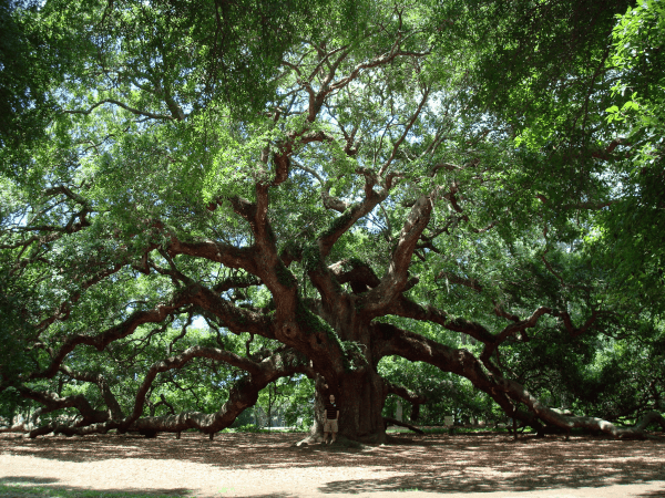 A large live oak tree that has a lot of spiraling branches and green leaves A man stands in front of the tree.