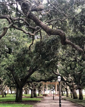 A park with a gazebo at the end and large oak trees.