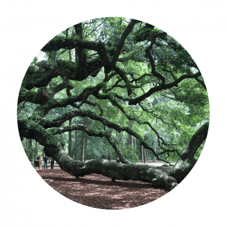 The Angel Oak tree's limbs span out across the ground.