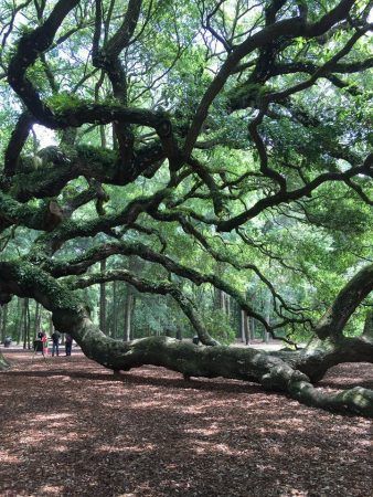 Tree limbs of the Angel Oak tree take over and span across the land.