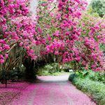 Bright pink azalea flowers bloom over a walkway. The bright pink leaves have fallen across the walk way and luscious greenery is throughout the background of the park.