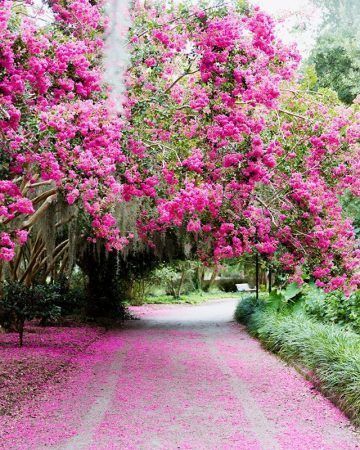 Bright pink azalea flowers bloom over a walkway. The bright pink leaves have fallen across the walk way and luscious greenery is throughout the background of the park.