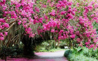 Discover Charleston Guide | March 2021