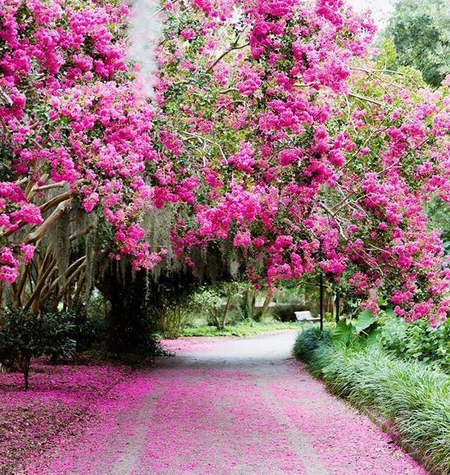 Bright pink azalea flowers bloom over a walkway. The bright pink leaves have fallen across the walk way and luscious greenery is throughout the background of the park.