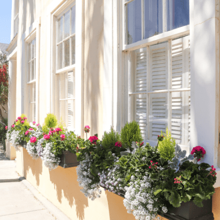 Sunshine casts on a yellow historic house with big white windows and three windowboxes full of flowers and green shrubbery. White flowers and hints of pink flowers peak through.