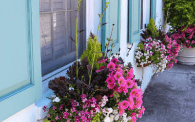 Window Boxes in Charleston