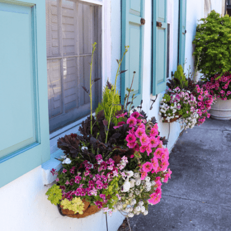 Window boxes are full of flowers in pinks, purples, greens and yellows. THey sit on the windows of a historic house that is a light blue color.