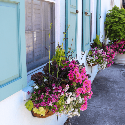 Window Boxes in Charleston