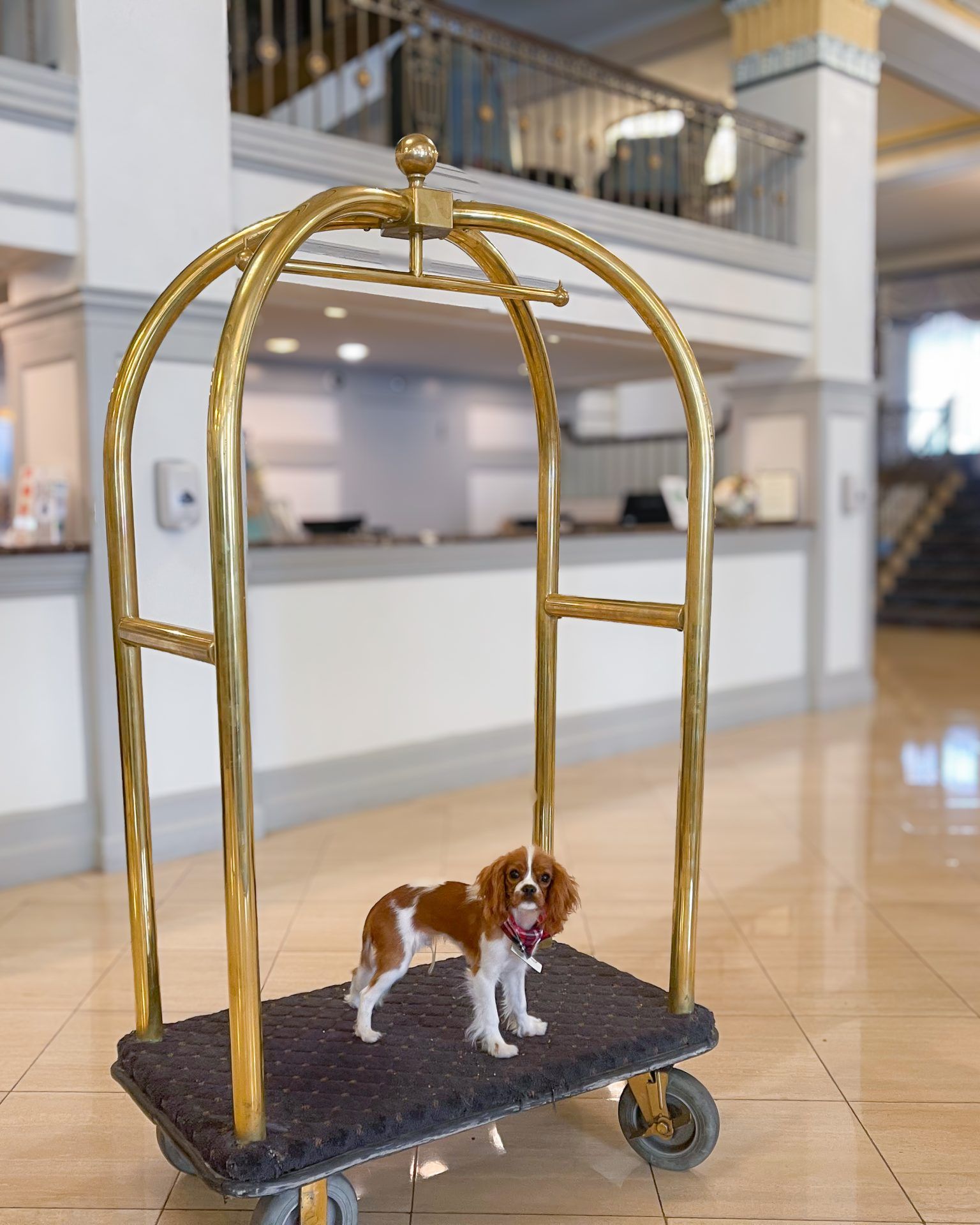 dog friendly