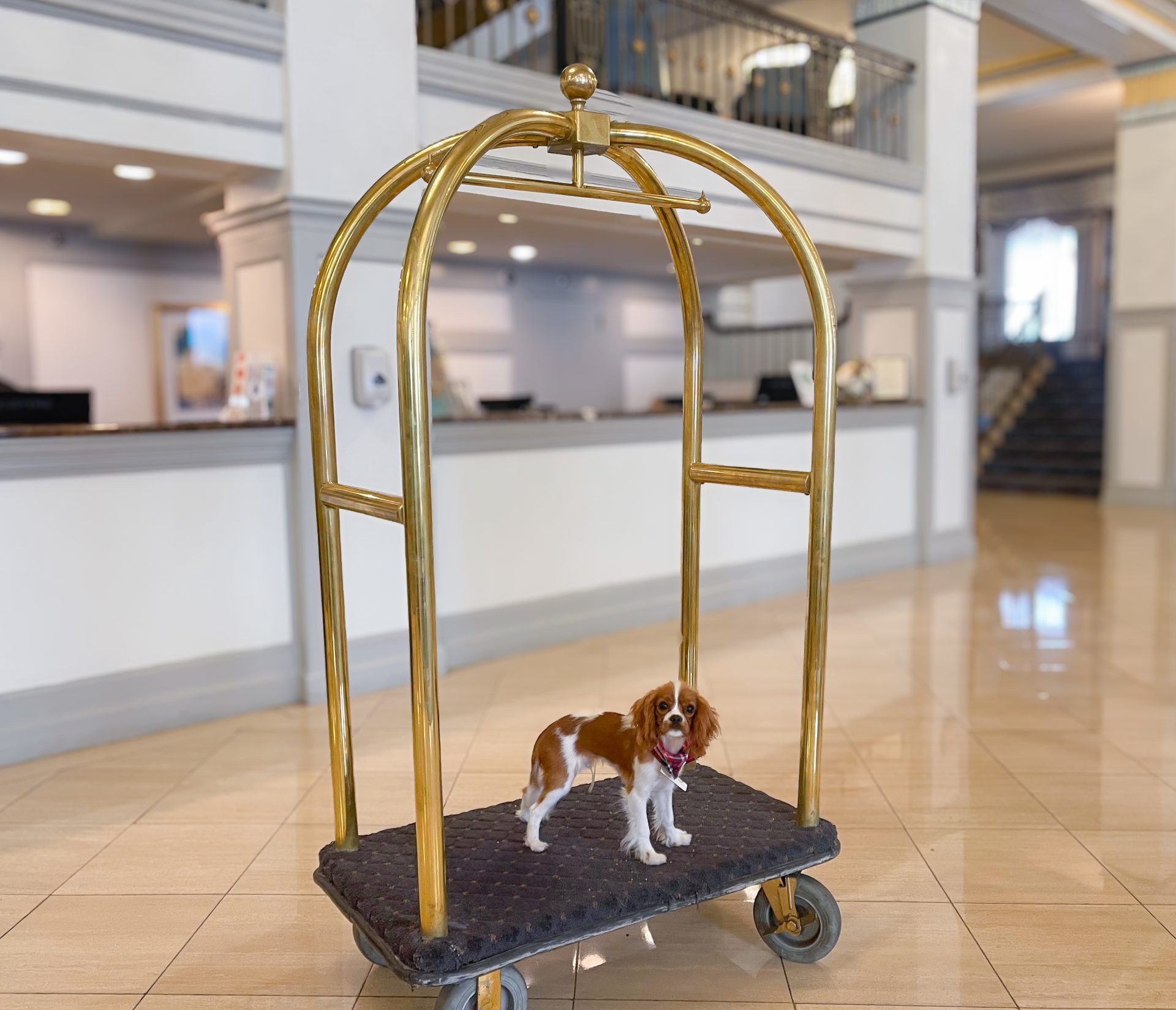 dog friendly